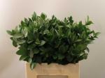 Vollsortiment - Ruscus, grün - 1 Bund (10 Stiele)